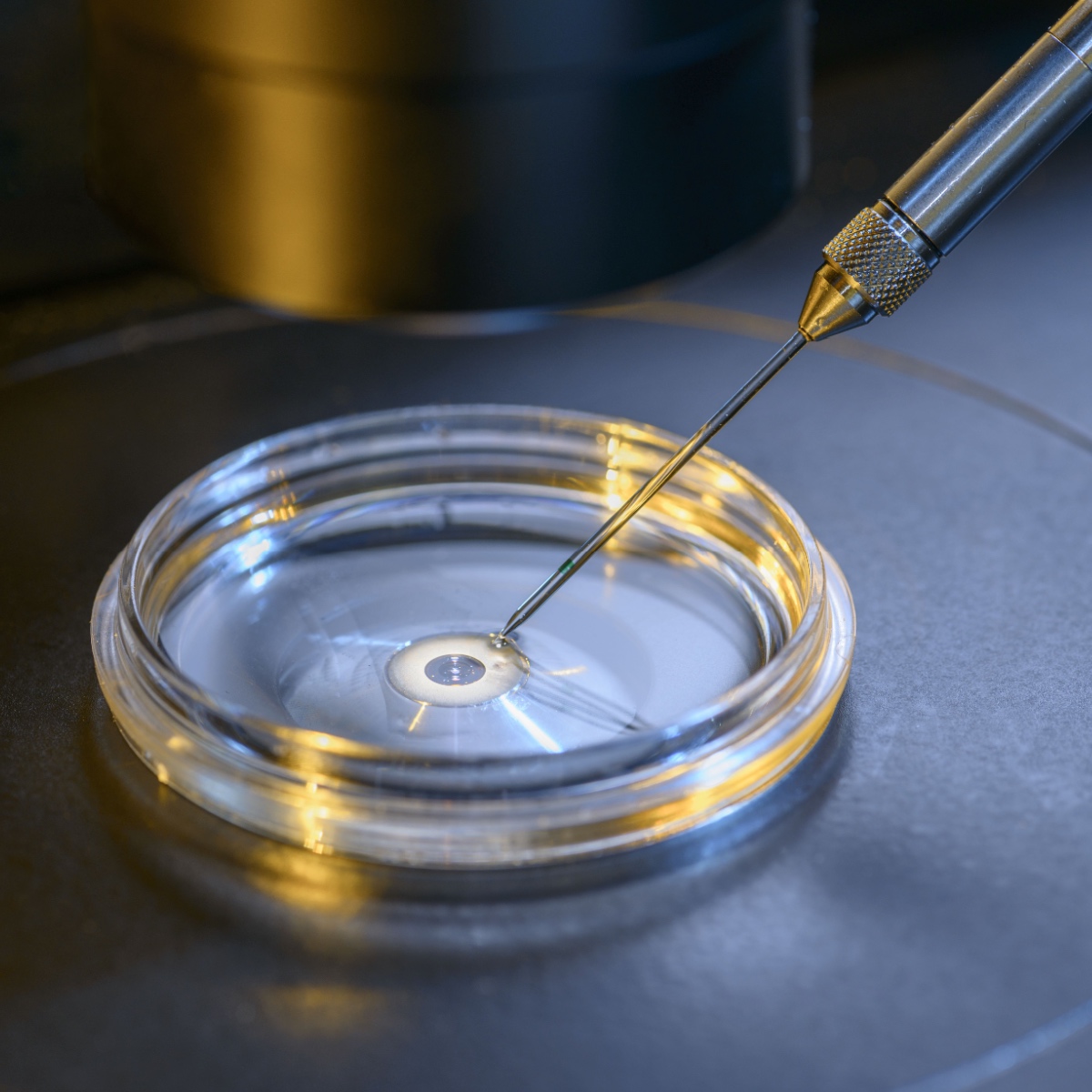 A petri dish in an IVF lab